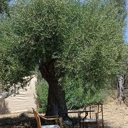 Meltheane 럭셔리텐트 *